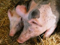 Pigs-4668060