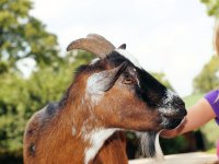 Petting-zoo-412250