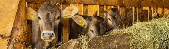 Malerwinkel im Frühling