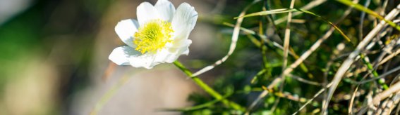 Malerwinkel im Frühling