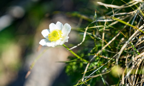 Malerwinkel im Frühling
