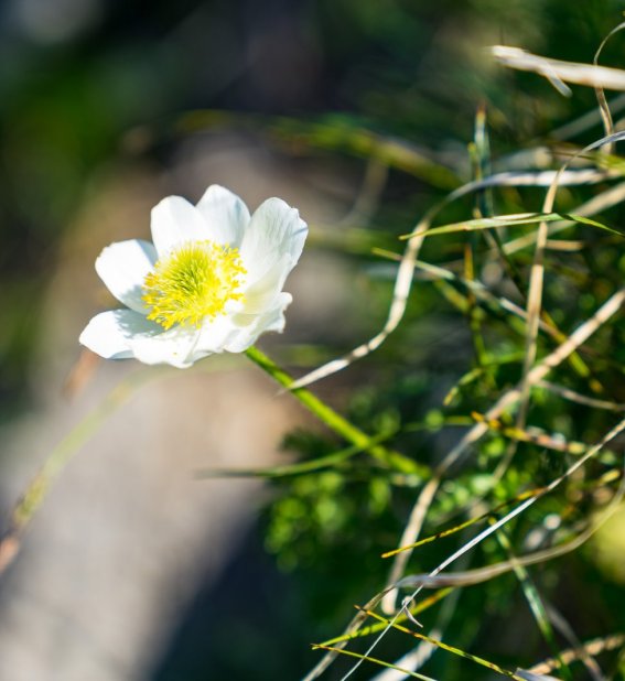 Malerwinkel im Frühling