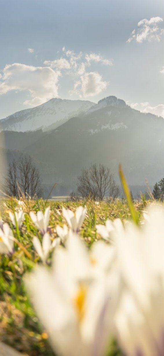 Frühlingsstimmung am Moorweiher