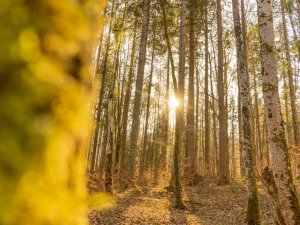 Frühling am Freibergsee