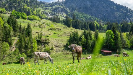 Stillachtal im Mai