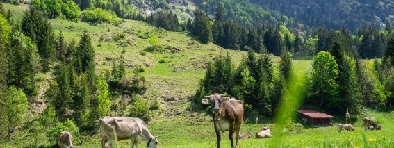 Stillachtal im Mai 