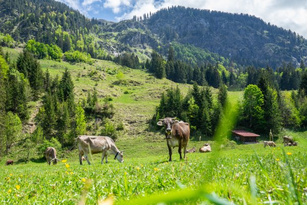 Stillachtal im Mai 