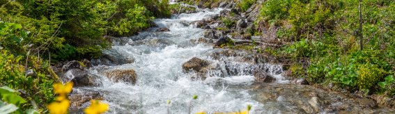 Rappenalptal im Mai