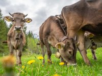 Rappenalptal im Mai