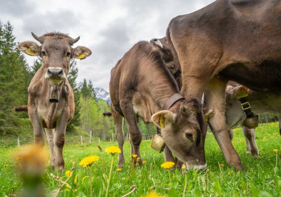 Rappenalptal im Mai