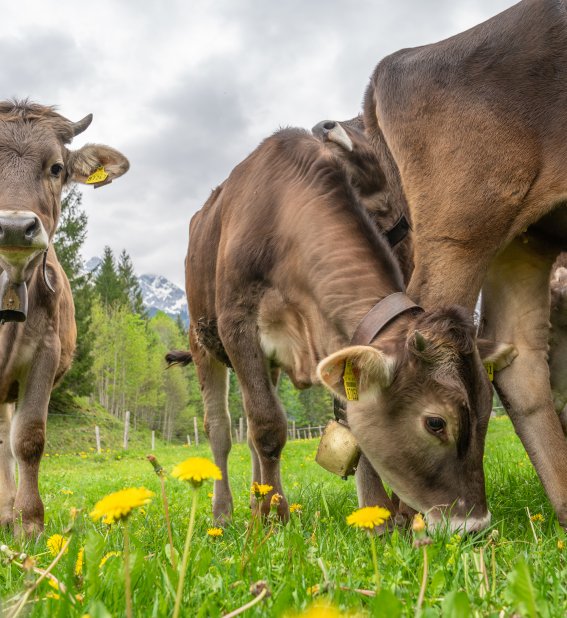 Rappenalptal im Mai