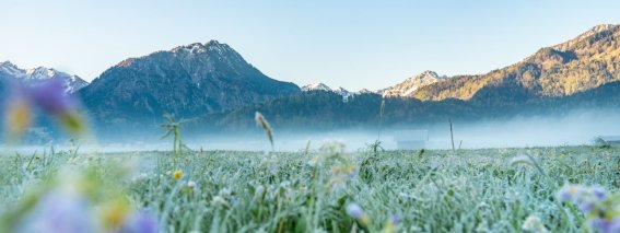  Morgens in den Wiesen 