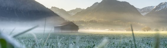  Morgens in den Wiesen 