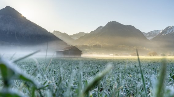  Morgens in den Wiesen 