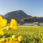  Morgens in den Wiesen 