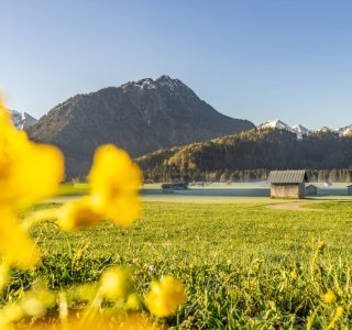  Morgens in den Wiesen 