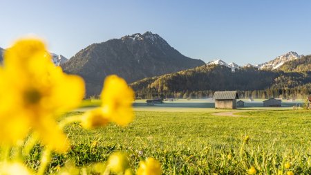  Morgens in den Wiesen 
