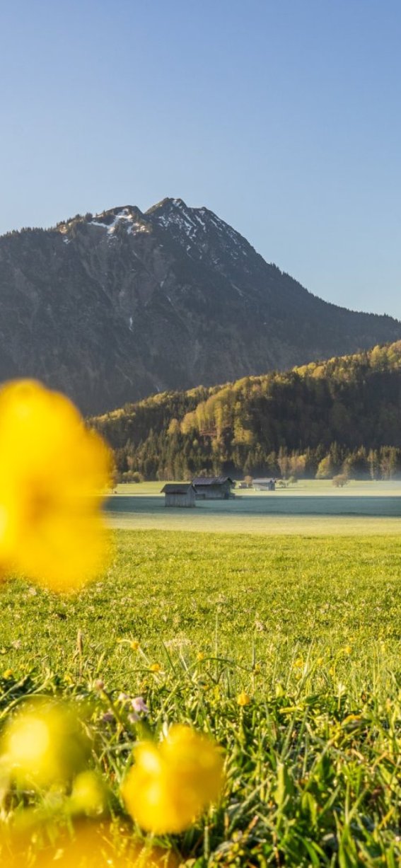  Morgens in den Wiesen 