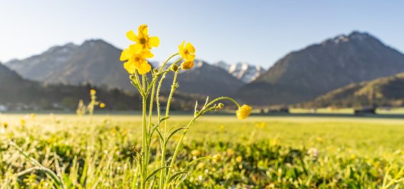  Morgens in den Wiesen 