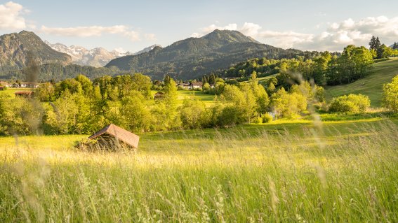 Sommer Spaziergang 