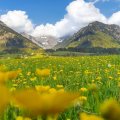 Frühling auf den Wiesen