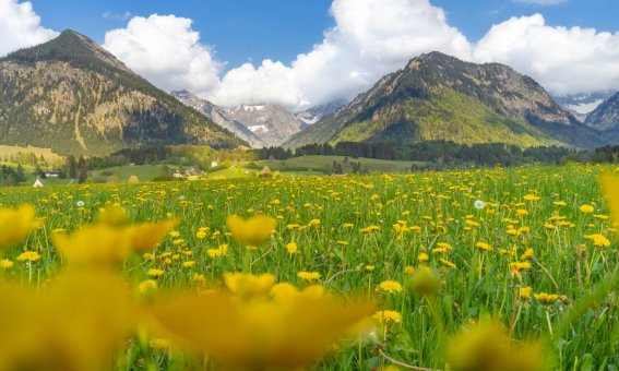 Frühling auf den Wiesen