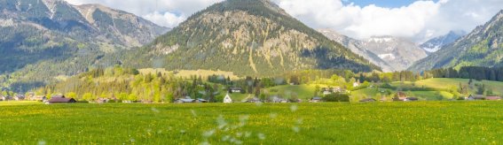 Frühling auf den Wiesen