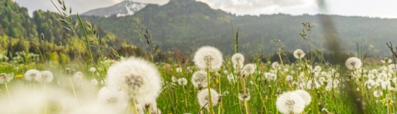 Frühling auf den Wiesen