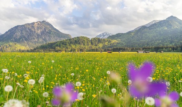 Frühling auf den Wiesen