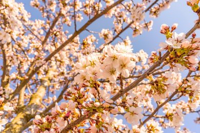 Frühlingsstimmung in Rubi