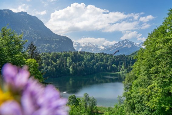  Sommer am Freibergsee