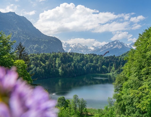 Sommer am Freibergsee