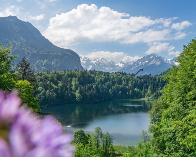 Sommer am Freibergsee