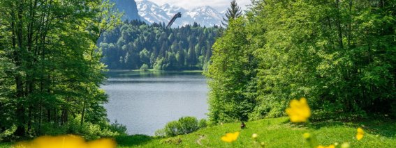 Sommer am Freibergsee