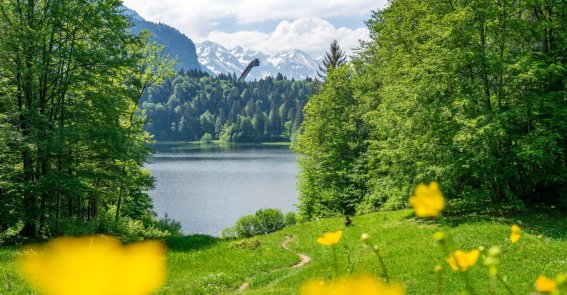 Sommer am Freibergsee