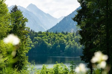 Sommer am Freibergsee