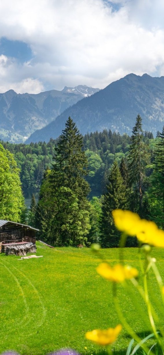 Sommer am Freibergsee