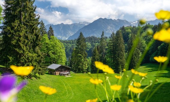 Sommer am Freibergsee