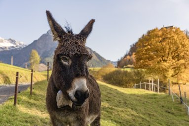 Goldener Oktober 