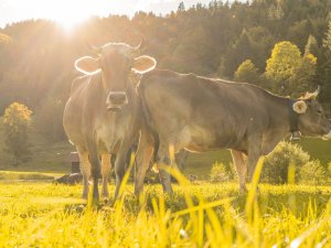 Herbststimmung in Oberstdorf 