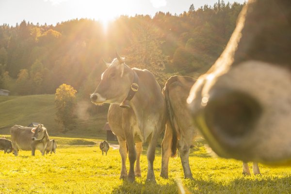Herbststimmung in Oberstdorf 