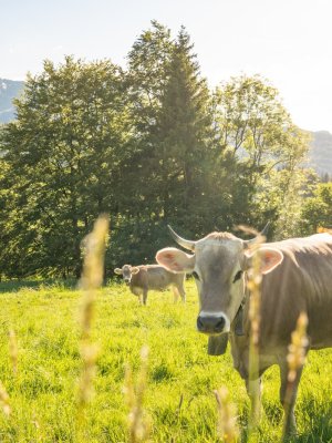 Kühberg Abendstimmung 