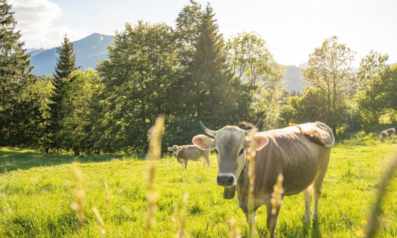 Kühberg Abendstimmung 