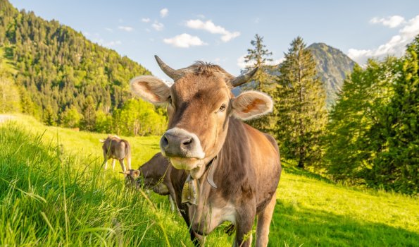 Kühberg Abendstimmung