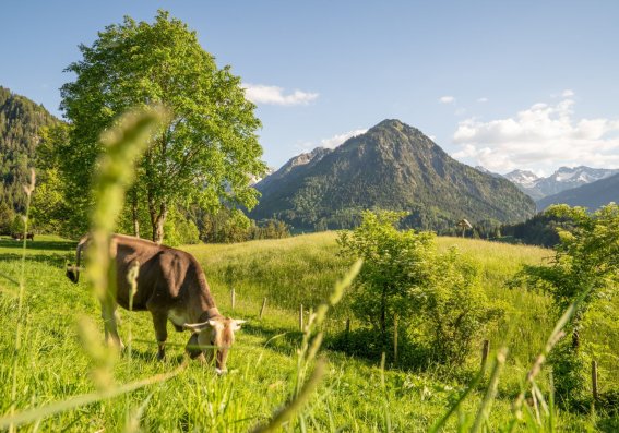 Kühberg Abendstimmung 