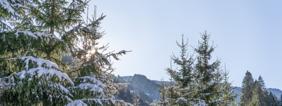 Winterliches Rohrmoos 