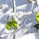 Winterliches Rohrmoos