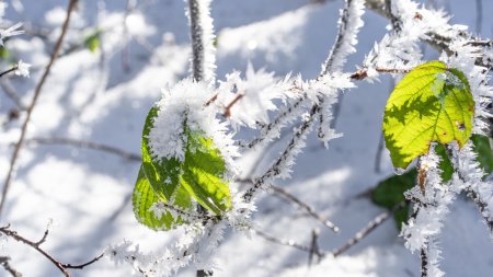 Winterliches Rohrmoos 