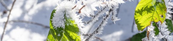 Winterliches Rohrmoos 