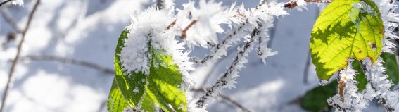 Winterliches Rohrmoos